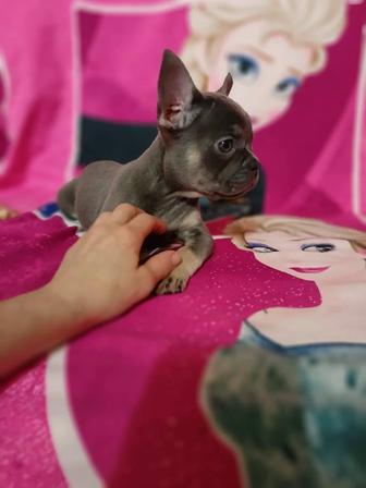 Французские бульдоги