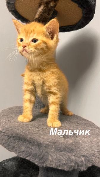 Котята