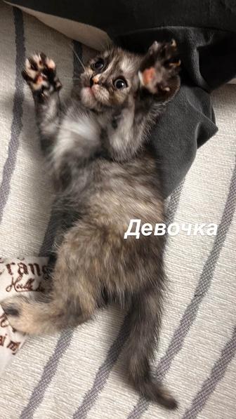 Котята