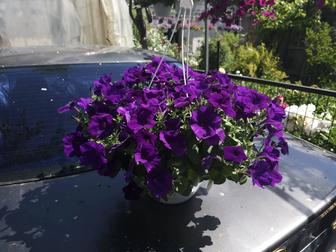 Петуния Cascadias indigo