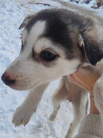 Щенки западно сибирской лайки