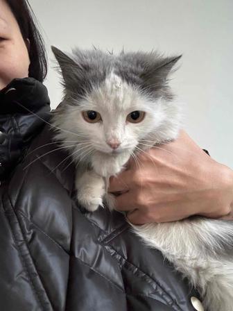 Ласковый и спокойный кот ищет дом