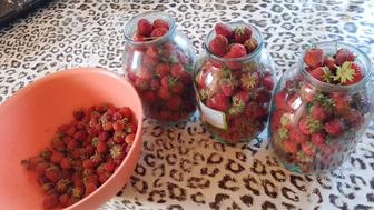 Продам клубнику