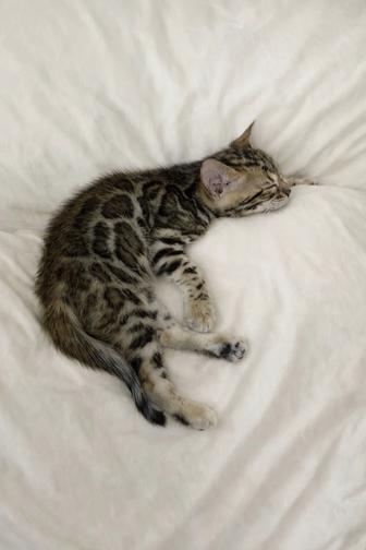 Бенгальский котенок