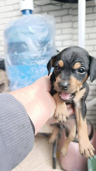 Щенки Тойчики