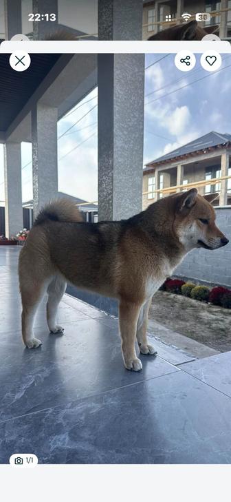 Сиба ину продам собачку