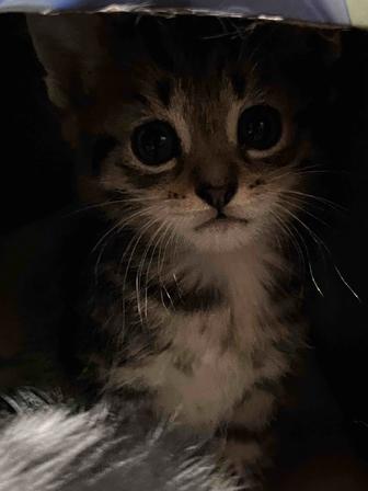 Отдам котят
