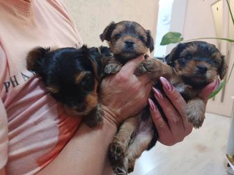 Мальчики Йорки