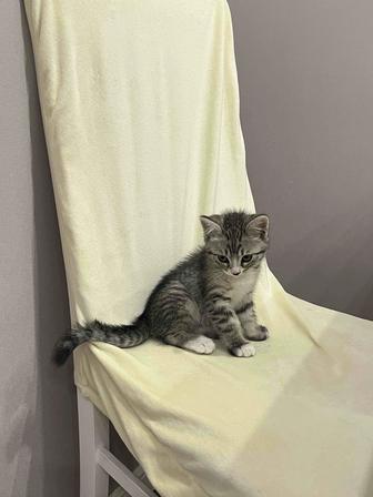 Котята отдам