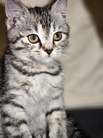 Продается шотландский кот