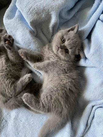 Продаются шотландские котята
