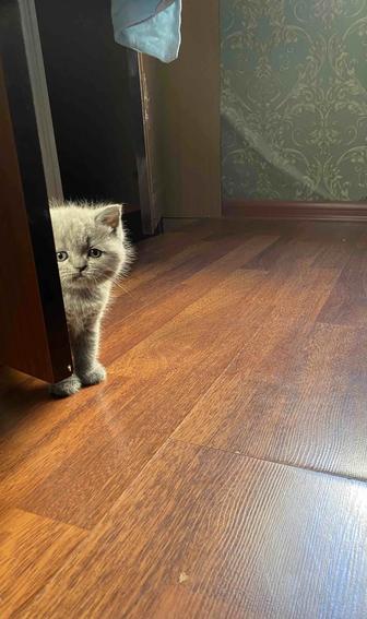 Продаются шотландские котята