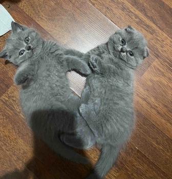 Продаются шотландские котята