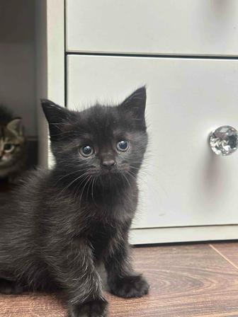 Продам котят