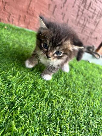 Отдам котят в хорошие руки