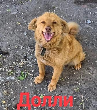 Собаки