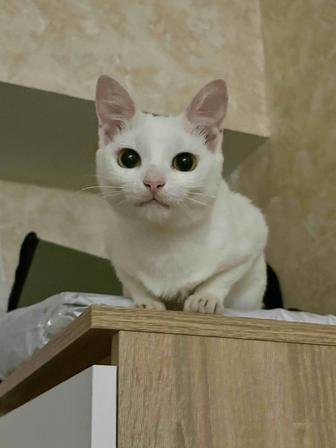 Кошечка Снежок ищет любящий дом