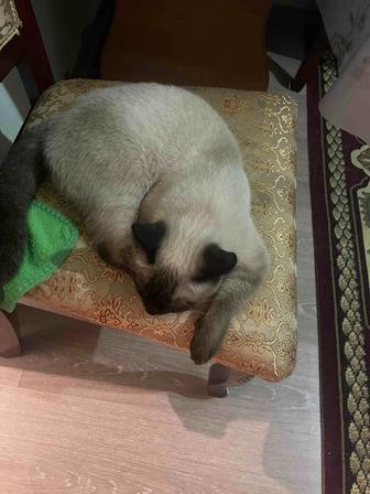 Отдам кошку в хорошие руки