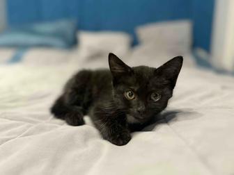 Отдам котенка в хорошие руки