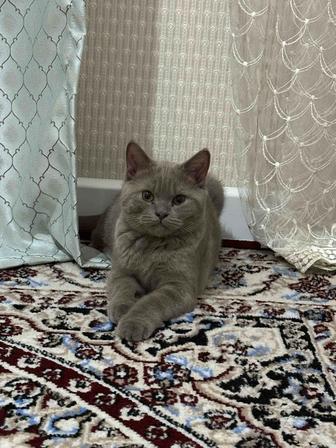 Котенок