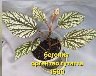 Бегонии домашние