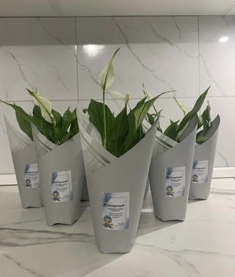 Тойбастар , бонбоньерки на заказ