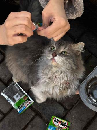 Кота отдам в хорошие руки