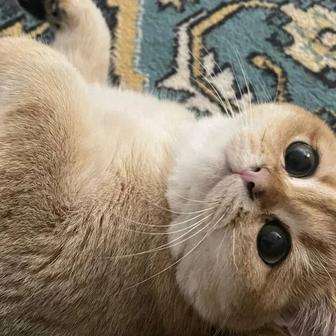 Бриташки милашки котик