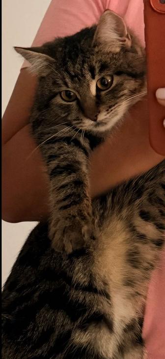 Отдам котенка