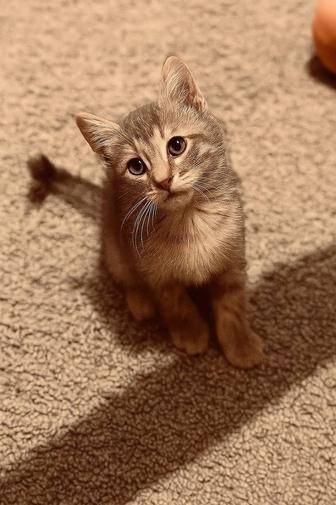 Отдадим в добрые руки кошку с котенком