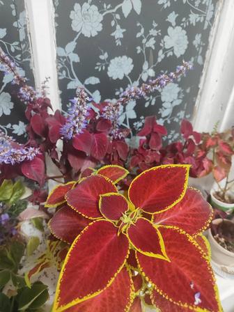 Отростки комнатных растений