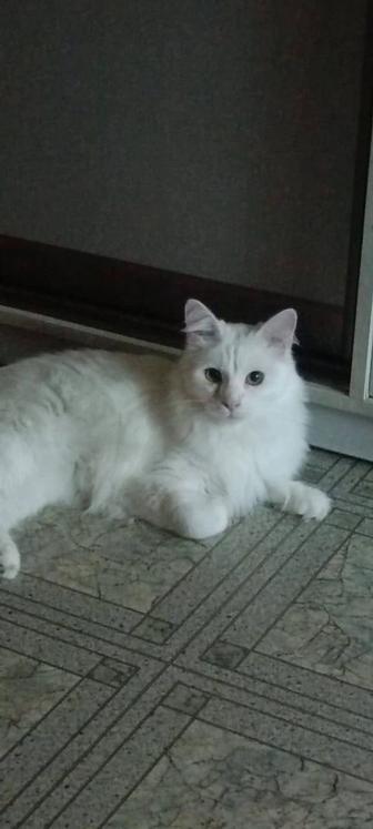 Отдам котика в добрые руки!