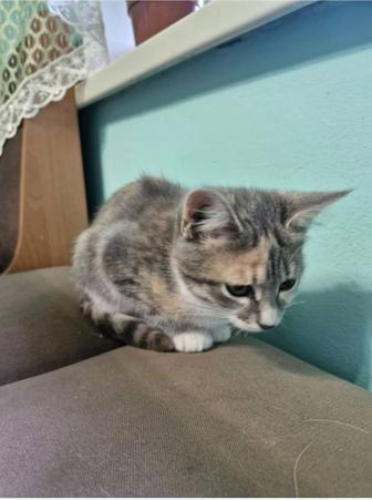 В связи с переездом отдам в добрые руки кошечку