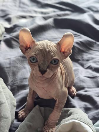 Продам котенка