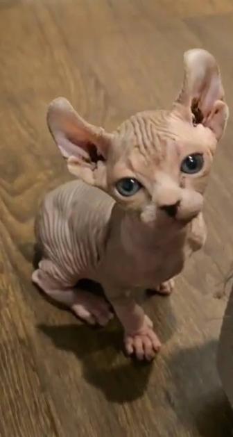 Продам котенка