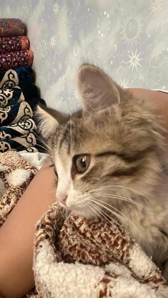Котенок