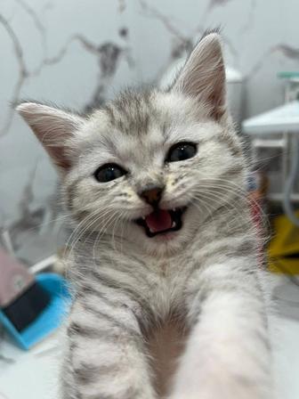 Продаю котенка