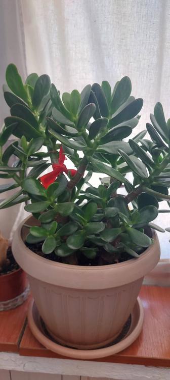 Комнатные цветы