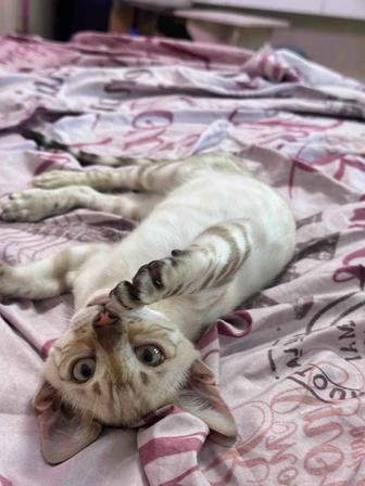 Бенгальский котенок