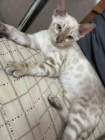 Бенгальский котенок