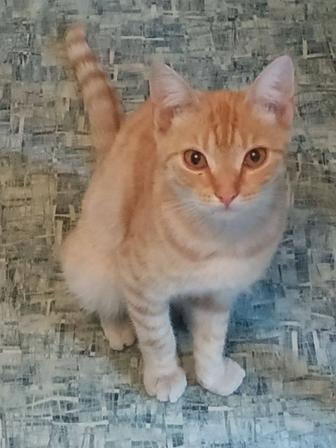 Рыжик для урчащих вечеров котик