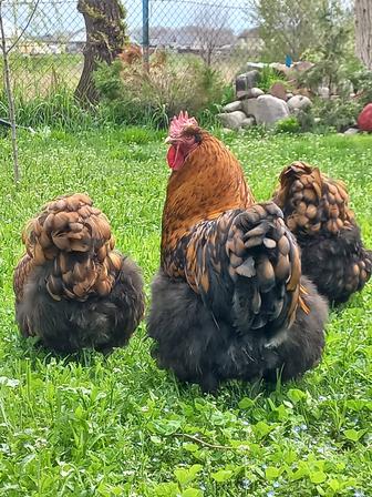 Орпингтон золотистоокаймленный