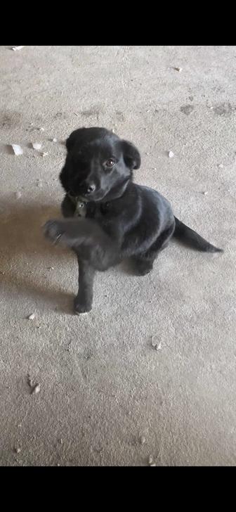 Продам лабрадора 5 месяцев