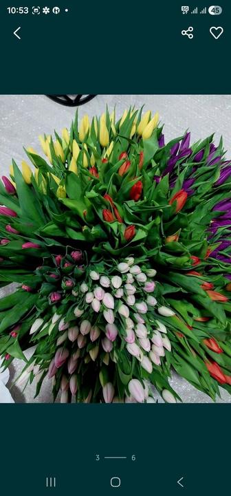 Тюльпаны оптом 430тг