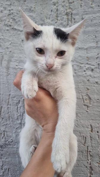 Котенку срочно нужен дом