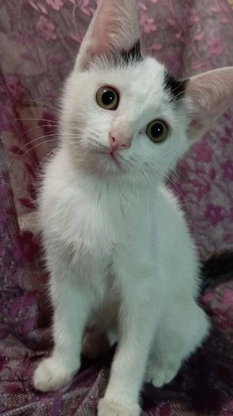 Котятам нужен дом. 3 месяца