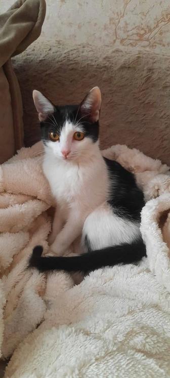 Кошке Алисе нужен дом