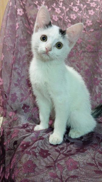 Котята срочно ищут дом. 4 месяца.