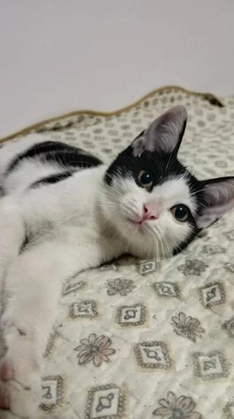 Котенку срочно нужен дом