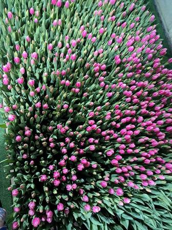 Тюльпаны к праздникам